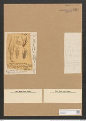 Berkeleya rutilans var. implicata (Harv.) Grun. (de-Toni-Nr.: Genus 21, Species 1218) Zeichnungen Sammlung Grunow Nr. 2351 (NHMW-BOT-W0369482)